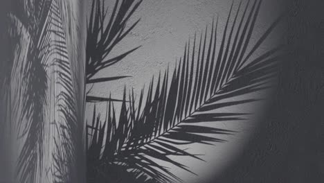 a-palm-leaves-shadow-on-black-background-wall-with-copy-space