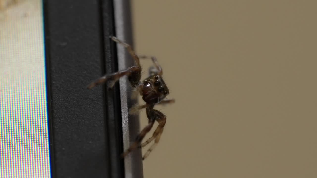 Jumping Spider Climbing Laptop Screen, Close-Up Macro View