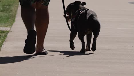 a man in shorts walks his dog on a sunlit sidewalk, showcasing companionship and leisure.