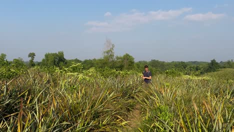 vista frontal amplia del hombre caminando a través de plantas altas de piña en sylhet, día