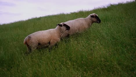 White-sheep-with-black-head-runs-over-a-green-slope-in-Germany