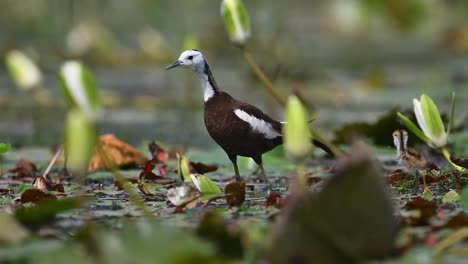 Jacana-De-Cola-De-Faisán-Con-Polluelos-Alimentándose-De-Hojas-Flotantes-De-Nenúfar