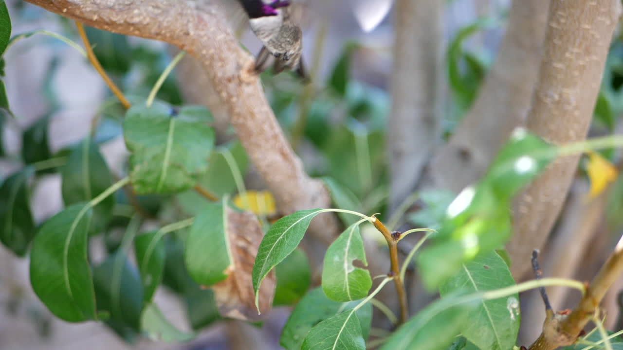 toma en cámara lenta de un colibrí annas rosa brillante volando y batiendo sus alas mientras buscaba néctar y miraba alrededor con cautela antes de volar