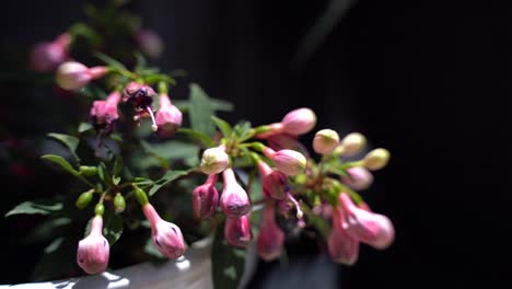 capullos de flores rosas en el viento