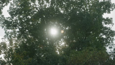 luz solar brillante que se asoma a través de hojas de árboles exuberantes durante el verano en miyagi, japón