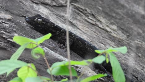 lizard waiting for pry in rock