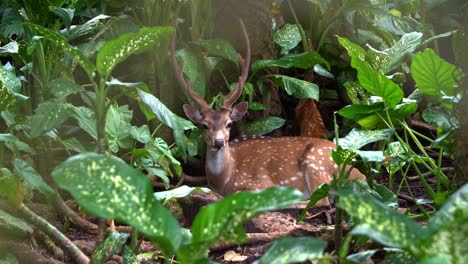 Peeking-through-the-foliage-capturing-a-beautiful-male-axis-deer-with-majestic-antler,-seek-cover-in-dense-vegetation-for-camouflage-and-protection,-blend-in-with-the-surroundings-forest-environment