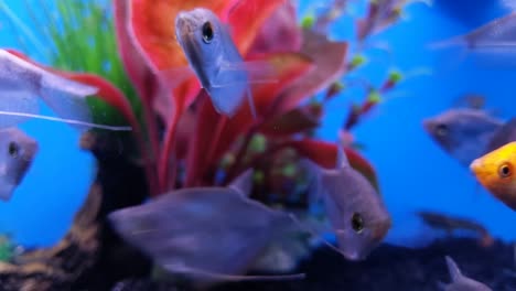 group of fish facing the camera, hover in place