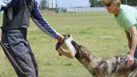 trainer training a shepherd dog in the farm 4k