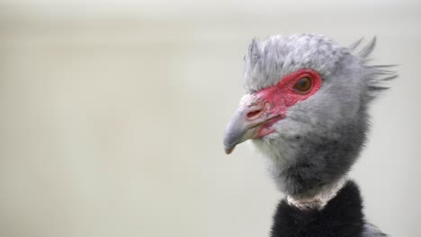 frontal close-up of red and grey head of southern screamer bird