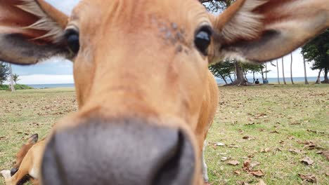 Close-Up-Shot-Cute-Brown-Cattle-Cow-Calf,-Smells-and-Stares-at-Camera,-Nose,-Face-and-Eyes-of-a-Beautiful-Animal-in-the-Green-Meadows-of-Bali-Sea,-Indonesian-Bos-Javanicus-Domesticus