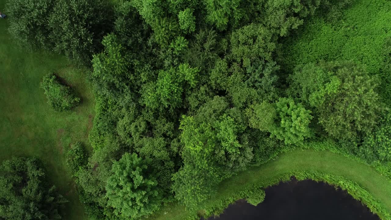 un denso parche de bosque en la orilla de un pequeño estanque en catskills nueva york
