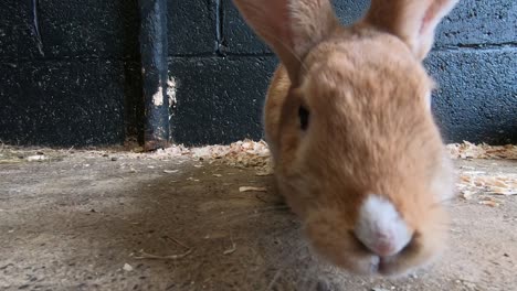 un conejo doméstico joven y peludo en la granja de mascotas clonfert usando su sentido del olfato para identificar a los depredadores- primer plano
