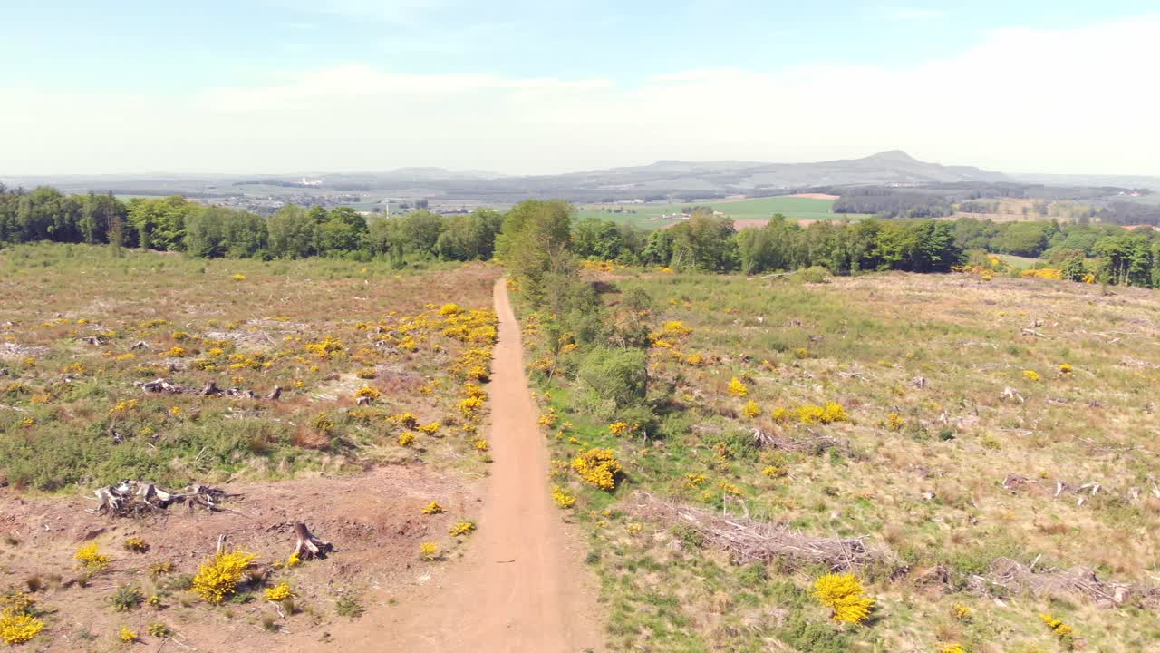 panorámica aérea de un desolado paisaje vacío después de la tala de árboles
