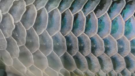 close-up of fish scales