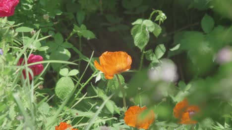 poppies in a field gently swaying in a light summer breeze