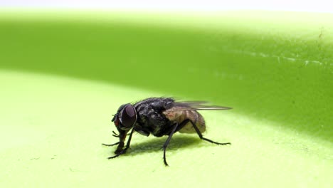 Mosca-Sentada-En-Caja-Y-Chupando-Microlente