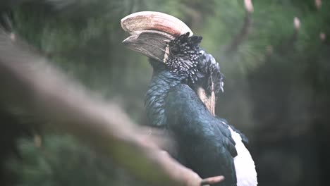 silvery cheeked hornbill resting on branch of tree in jungle,close up shot