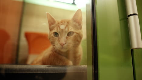gato en un refugio de animales
