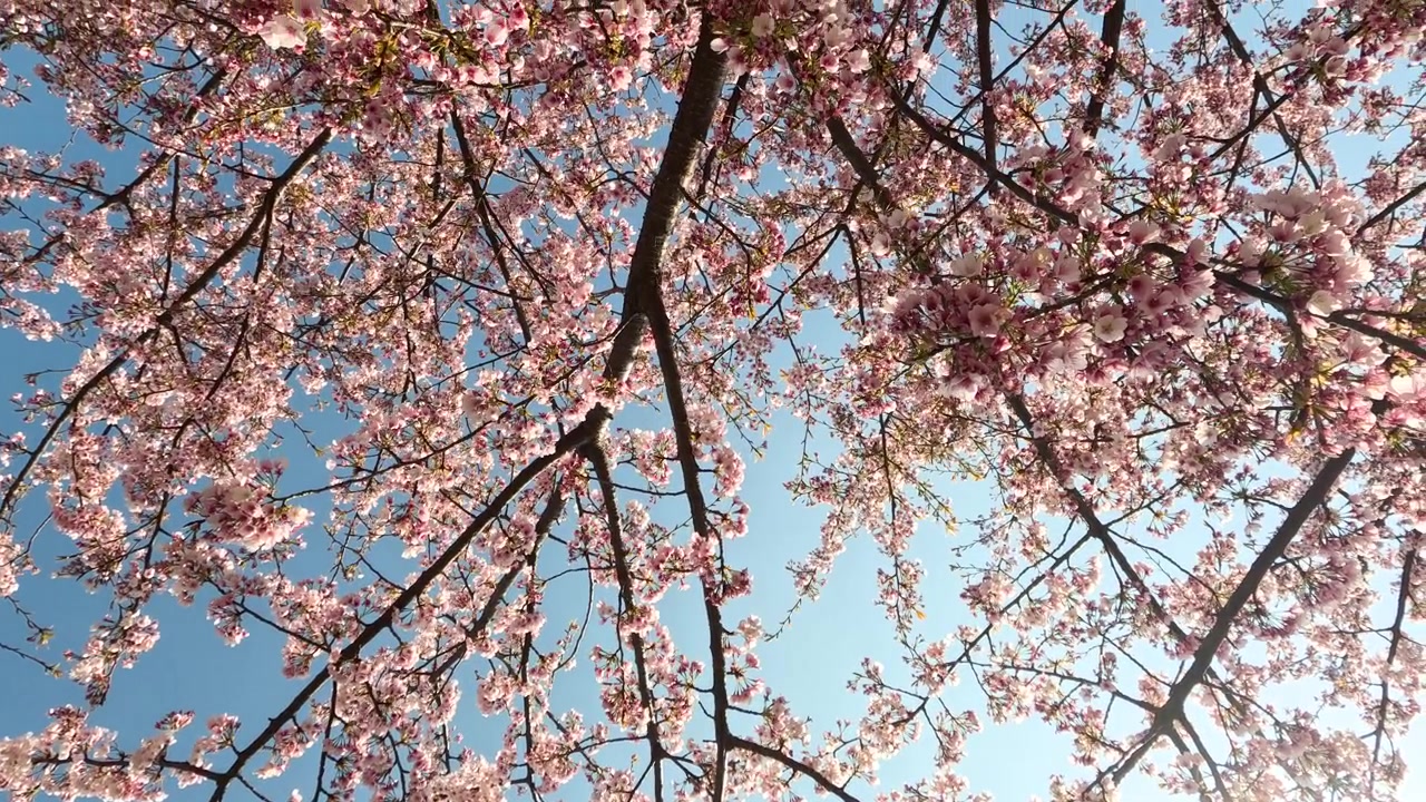 Vista dal basso di fiori di sakura rosa che sbocciano sui rami degli alberi sotto la luce solare intensa.