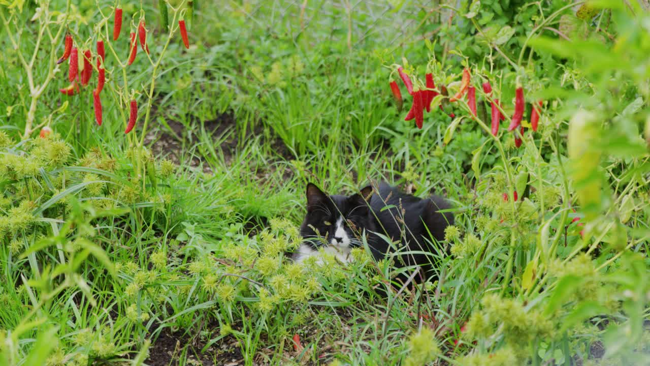 Close up shot of a sleepy cat resting in the garden full of peppers, herbs and other plants