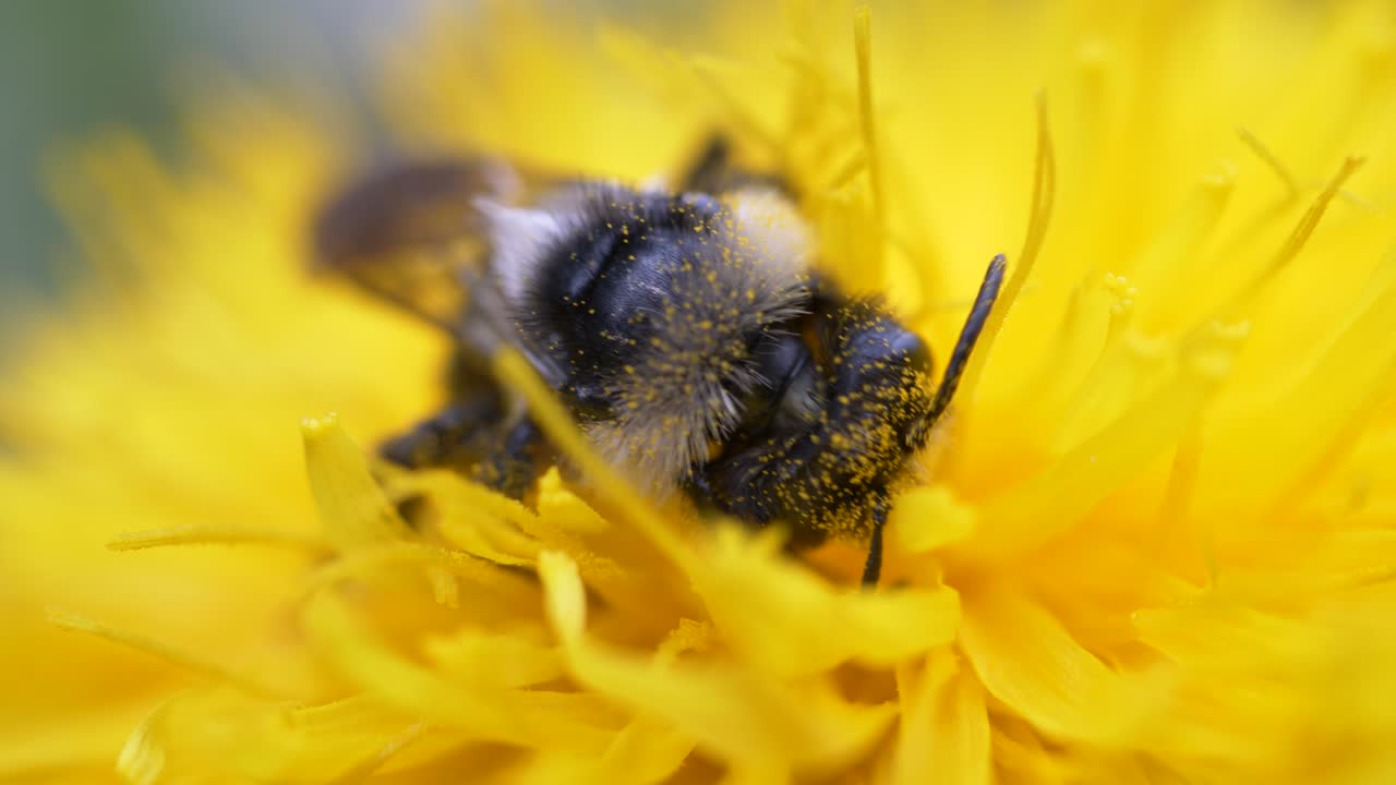 Honeybee Feeding Nectar And Pollen Of Dandelion Flower