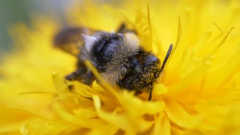 Abeja-Alimentando-Néctar-Y-Polen-De-Flor-De-Diente-De-León