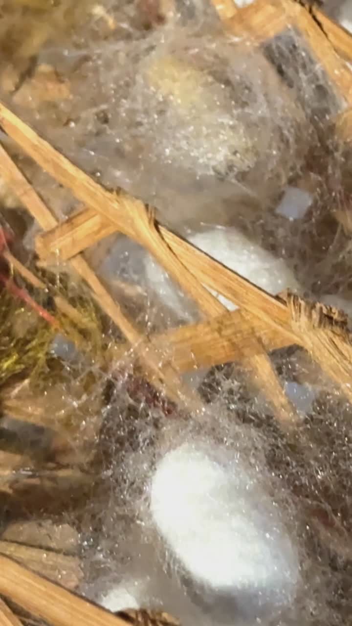 Silkworm cocoons nestled in woven baskets