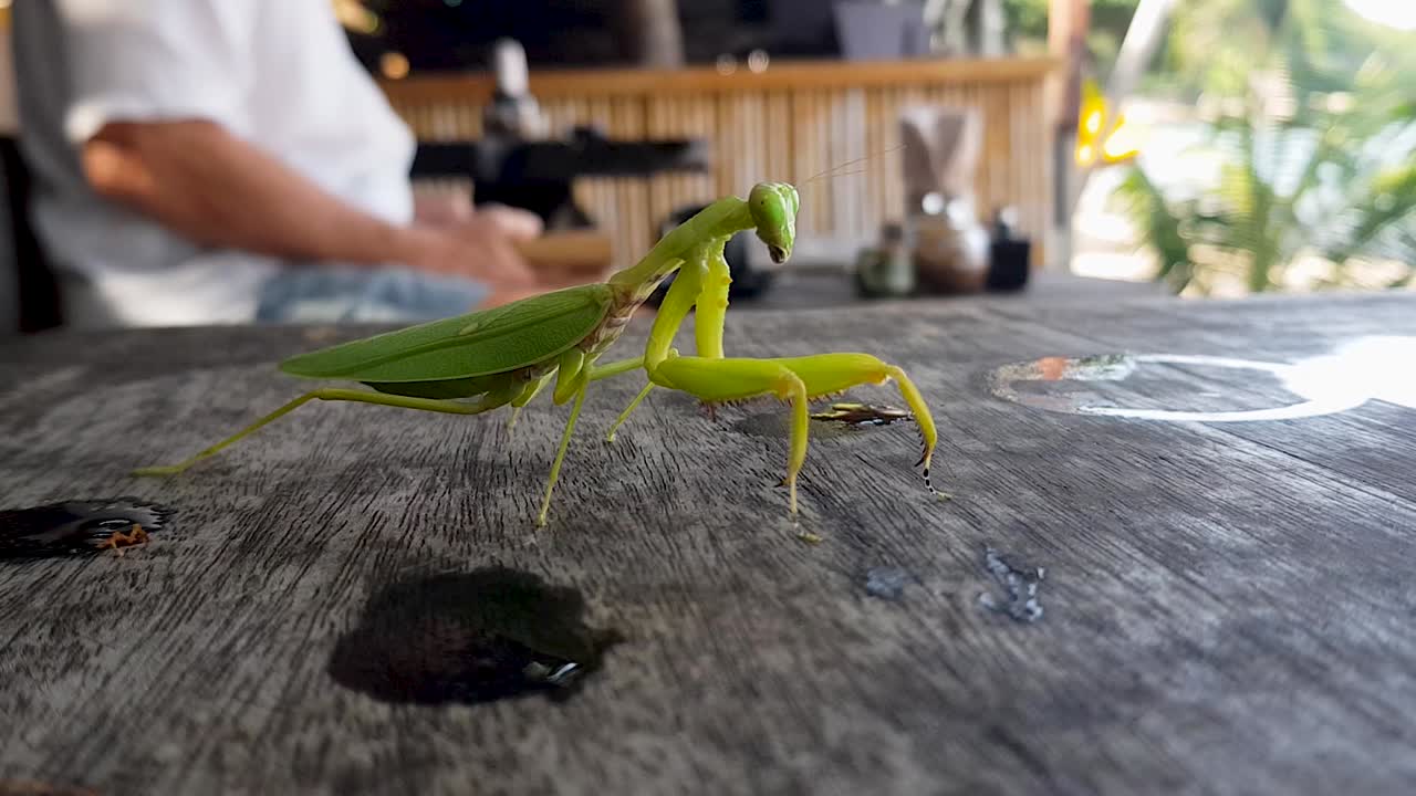コーヒーバーのテーブルの上のカマキリ、後ろで本を読む男性