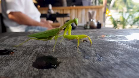 praying mantis on the table in a coffee bar man read a book behind