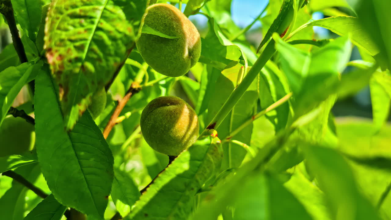 Unripe green peaches growing on tree among vibrant leaves in summer sunlight