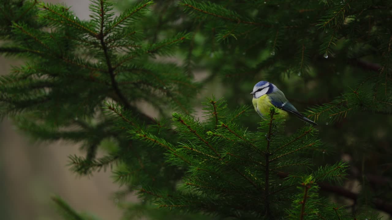 Blue tit hopping among pine branches, soft bokeh background, captured in serene forest light