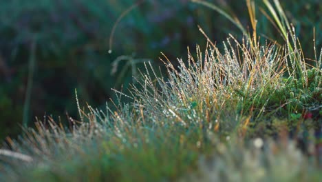 blades of grass beaded with the drops of morning dew