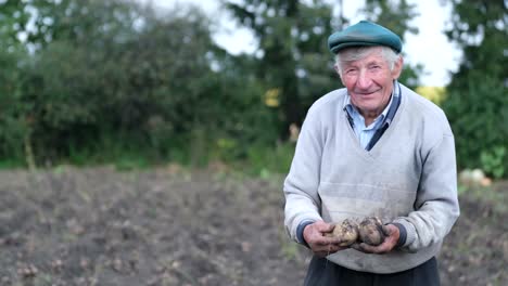 the elderly man collects crop of potatoes on his plot in a sunny summer day eco vegetables concept the elderly man collects crop of potatoes on his plot in a sunny summer day