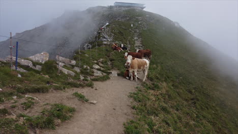 vista aérea de las vacas en la cresta de la colina con nubes nubladas rodando