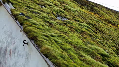 moss grown into house roof, dense green clumps mats plant ecosystem