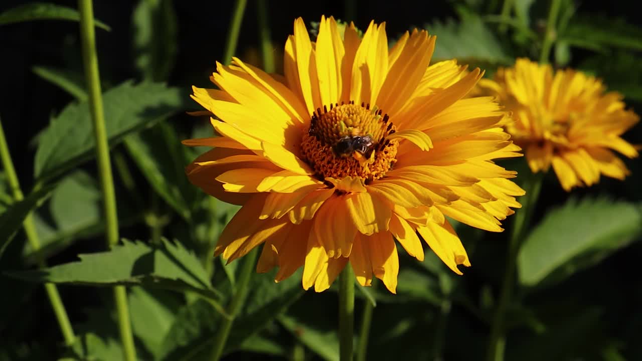 una abeja recoge néctar de un girasol falso y luego vuela hacia otra flor