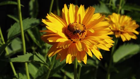 a bee gathers nectar from a false sunflower, then flies off to another flower