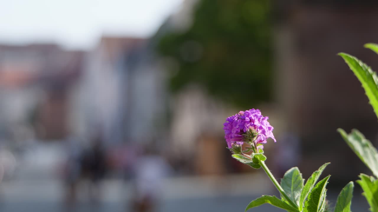 Purple flower and green leaves in sharp focus, blurred city street background, soft natural lighting