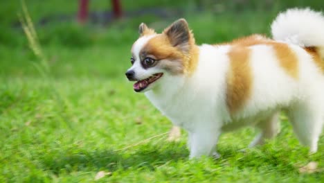 fluffy pedigree pomeranian dog walking on a green lawn