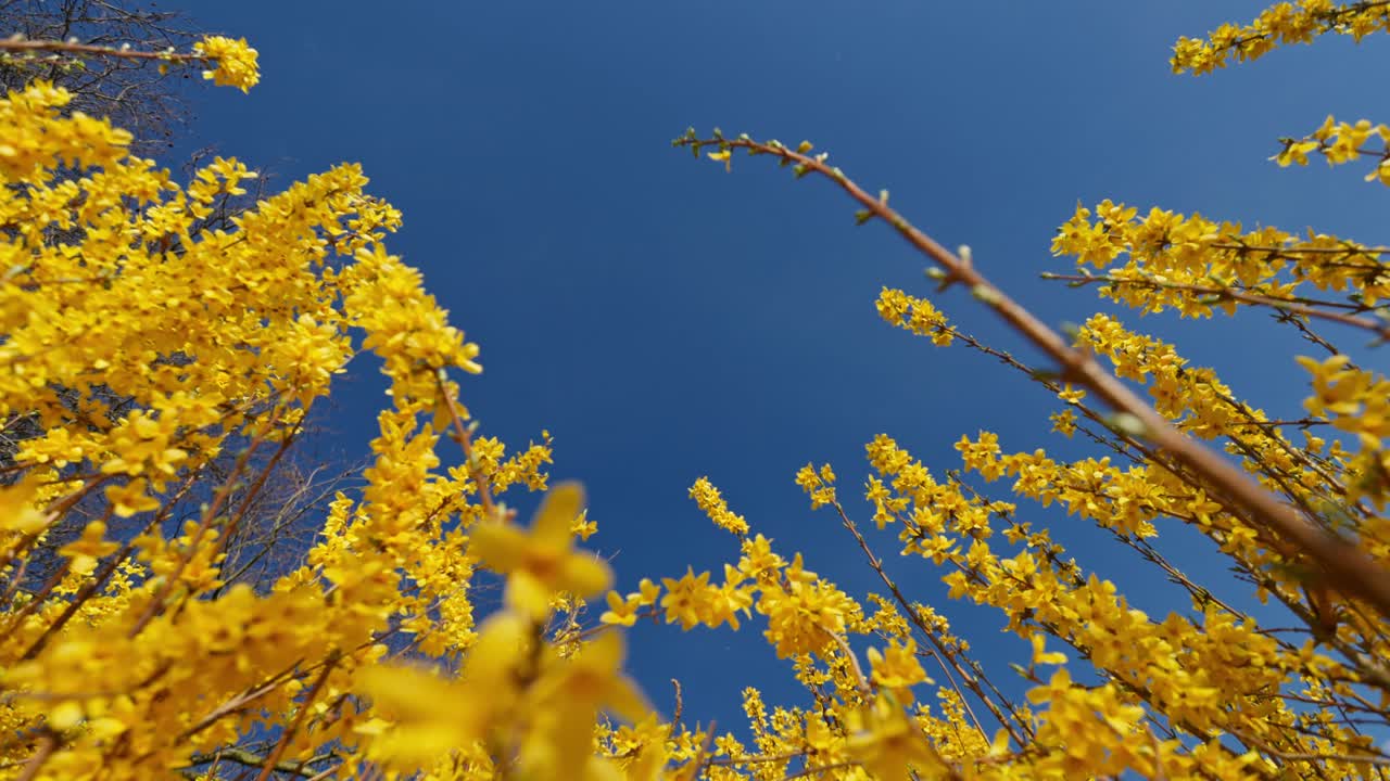 Yellow Forsythia Flowers against a Blue Spring Sky