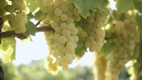 Orbit-Close-Up-Shot-Of-Attractive-Bunch-Of-white-Grapes-Suspended-From-Branch
