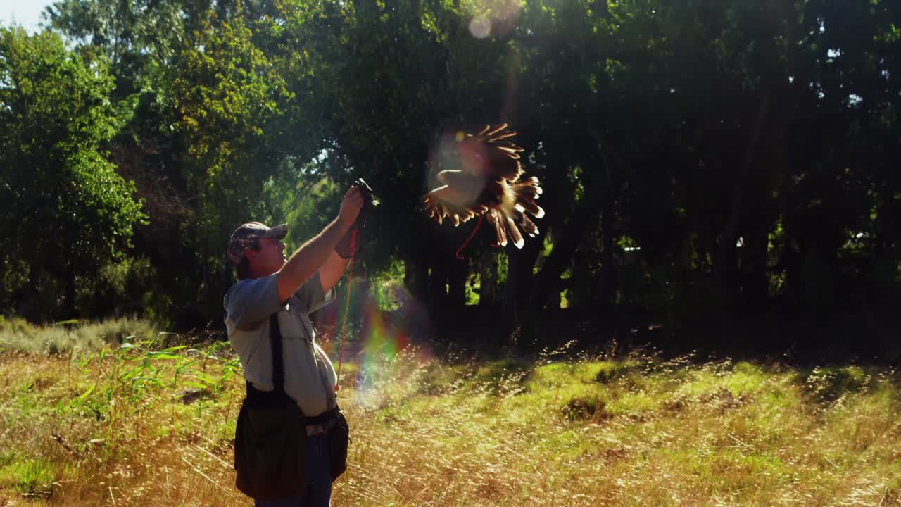 águila halcón posada en la mano del hombre