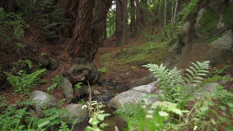 Arroyo-Balbuceante-Que-Fluye-A-Través-Del-Bosque-De-Secuoyas-De-Big-Sur