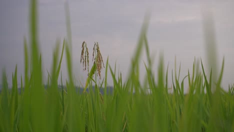 Close-up-green-paddy