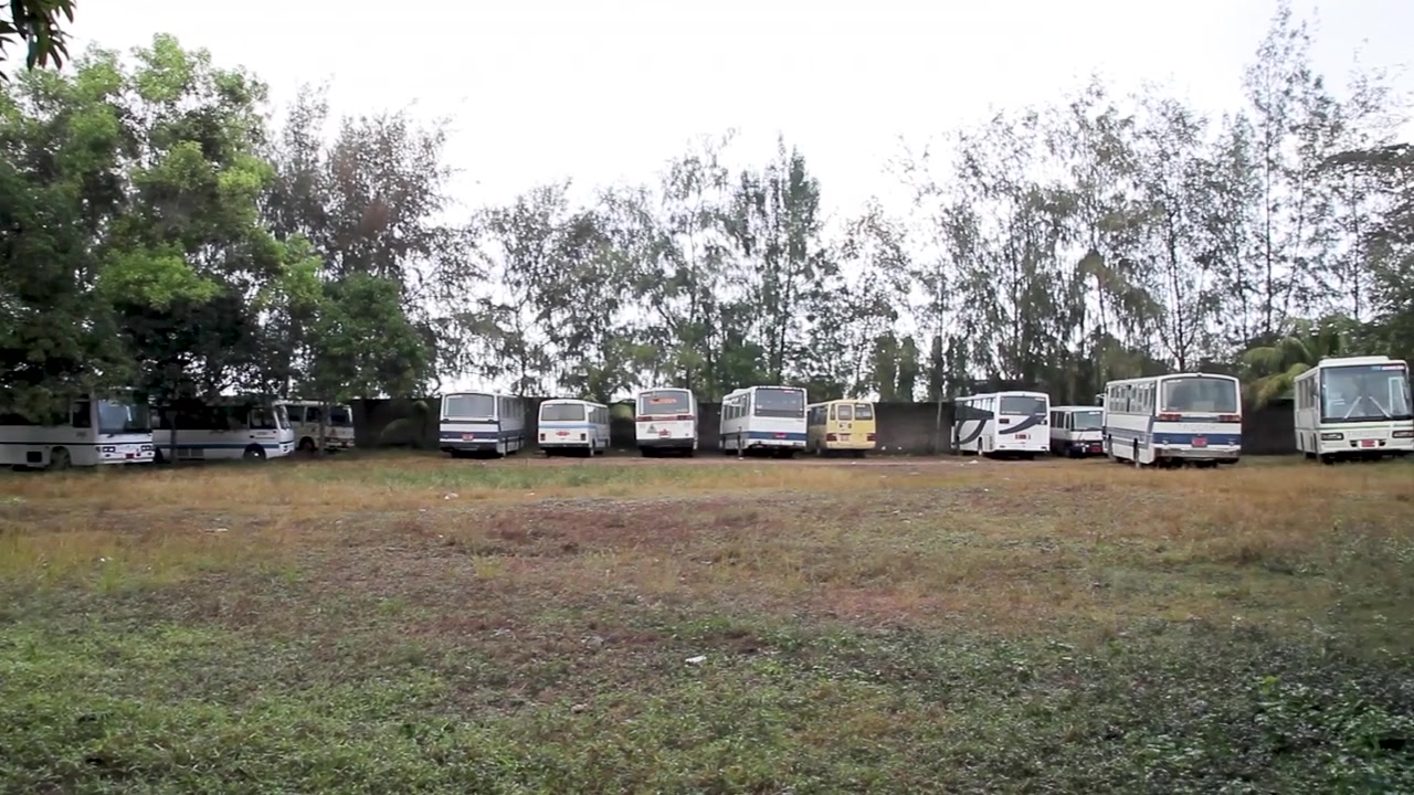 Una vista panoramica di una fila di diversi autobus parcheggiati in un grande campo erboso, ombreggiati da una fila di alberi in una giornata luminosa e nuvolosa in un contesto rurale o di deposito