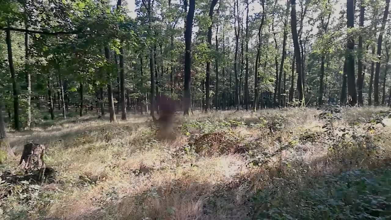 곤충이 날아다니는 초창기 은 날씨에 깊은 원시 숲의 파노라마 뷰,  오른쪽