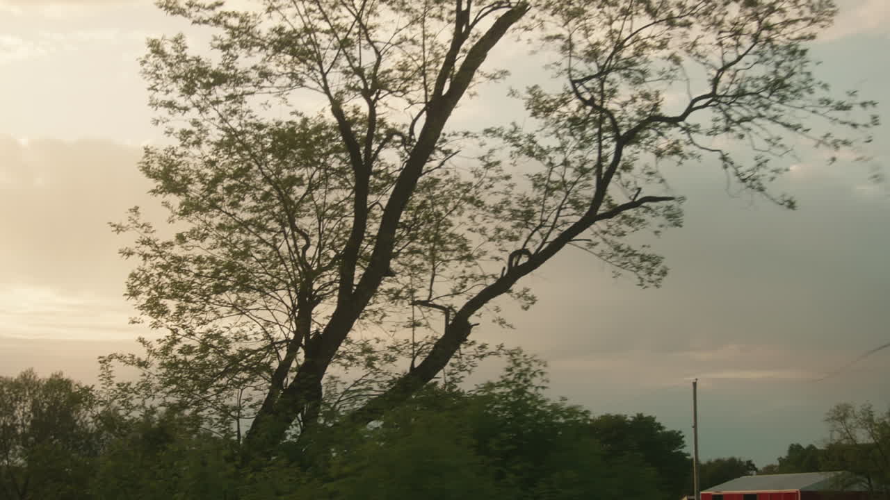 Windswept Trees at Sunset