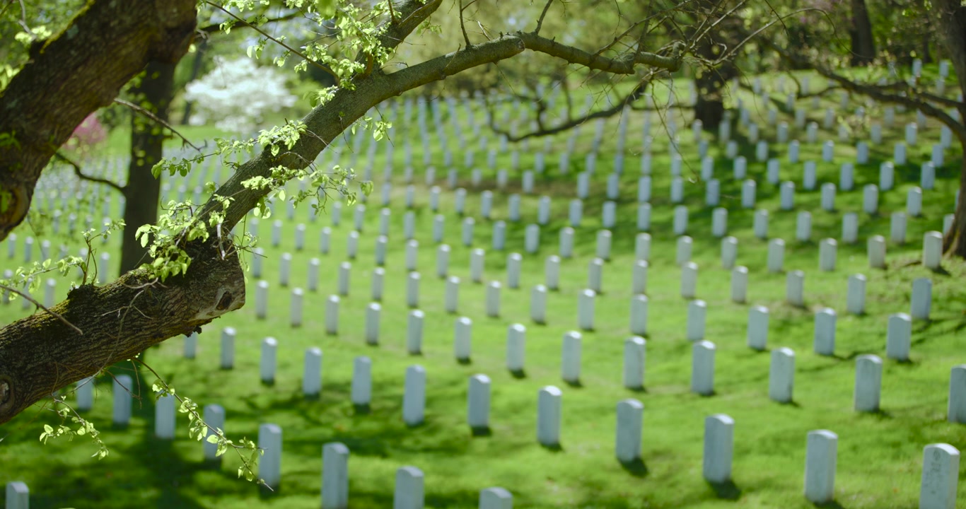Nuove foglie su un albero in primavera con un campo di tombe sullo sfondo nel Cimitero Nazionale di Arlington.