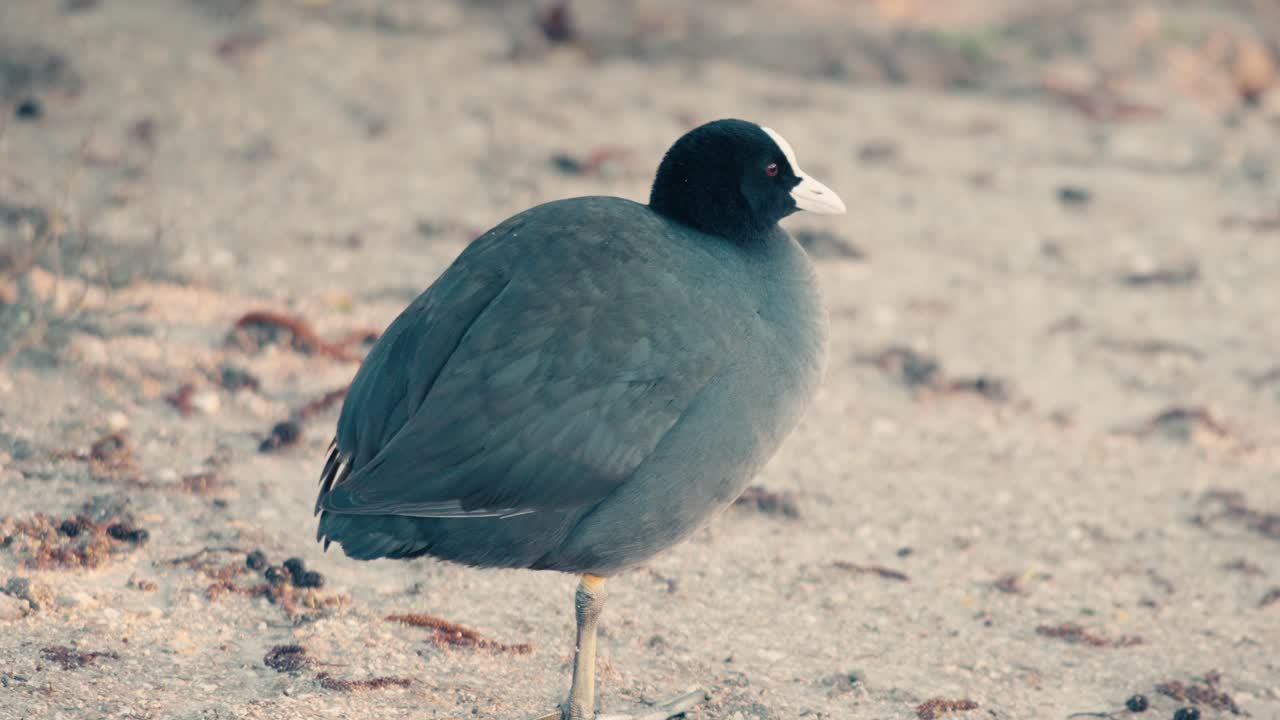 Eurasian Coot standing on a sandy shore in Bois d'Arcy. Detailed view of the black waterbird with white beak resting on the bank near a pond in a natural wildlife habitat